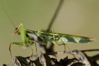 Mantis religiosa