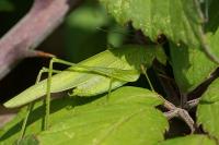 Phaneroptera nana