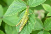 Chorthippus dorsatus