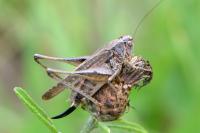 Platycleis albopunctata