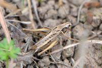 Tessellana tessellata