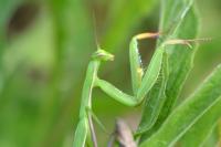 Mantis religiosa