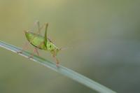 Leptophyes punctatissima