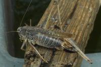 Platycleis albopunctata