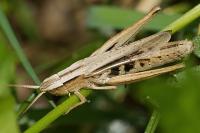 Chorthippus albomarginatus