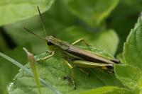 Stethophyma grossum