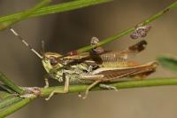 Euchorthippus declivus