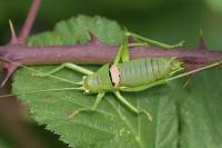 Uromenus rugosicollis