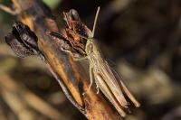 Euchorthippus declivus