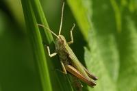 Chorthippus dorsatus