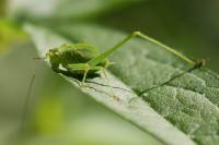 Phaneroptera nana