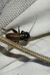 Gryllus campestris