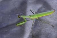 Mantis religiosa