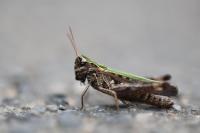 Omocestus rufipes