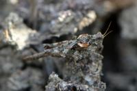 Tetrix ceperoi