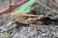 Aiolopus strepens