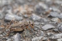 Eumodicogryllus bordigalensis