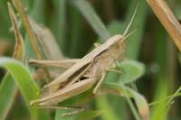 Chorthippus albomarginatus