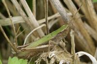 Chorthippus dorsatus