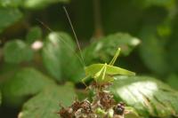 Phaneroptera nana