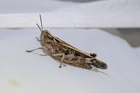 Aiolopus thalassinus