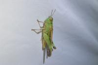 Aiolopus thalassinus