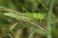 Ruspolia nitidula