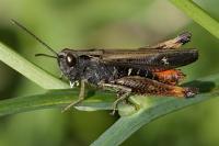 Omocestus rufipes