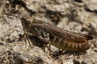 Omocestus rufipes