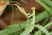 Mantis religiosa