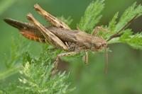 Chorthippus biguttulus/brunneus