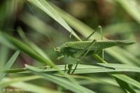 Phaneroptera nana