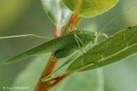 Phaneroptera nana