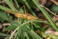 Ruspolia nitidula