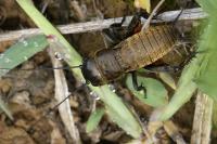 Gryllus campestris