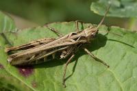 Chorthippus biguttulus/brunneus