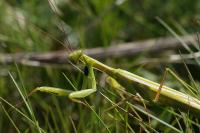 Mantis religiosa