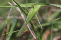 Ruspolia nitidula