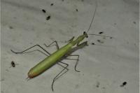 Mantis religiosa