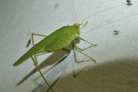 Phaneroptera nana