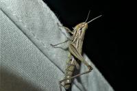 Euchorthippus declivus