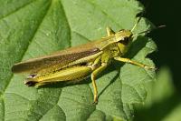 Stethophyma grossum