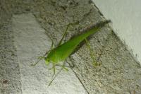 Phaneroptera nana