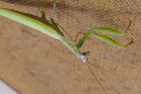 Mantis religiosa