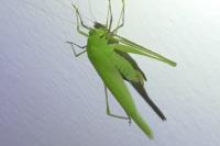 Phaneroptera nana