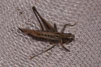 Tessellana tessellata