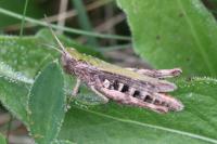 Chorthippus