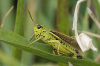 Stethophyma grossum