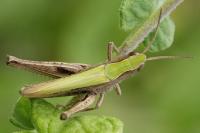 Chorthippus dorsatus