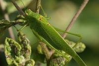 Phaneroptera nana